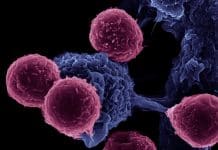 Researchers Release the Brake on the Immune System