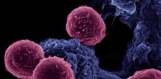 Researchers Release the Brake on the Immune System