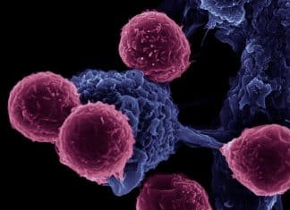 Researchers Release the Brake on the Immune System