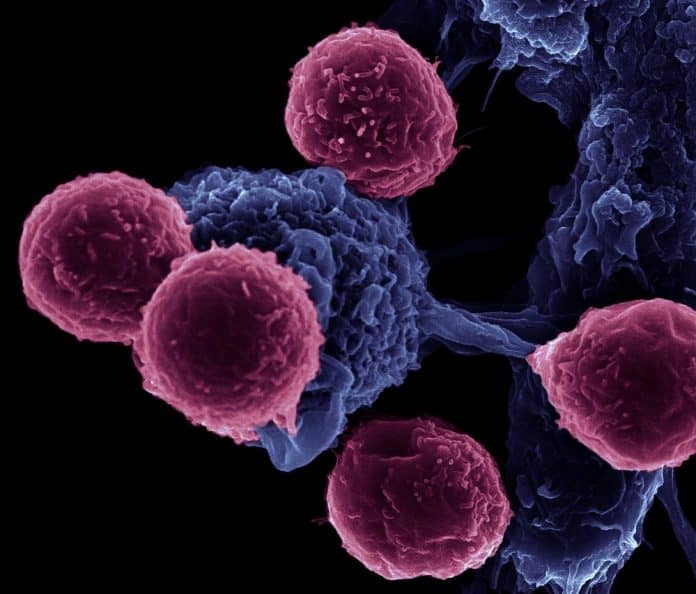 Researchers Release the Brake on the Immune System