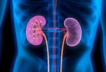 Study Says Kidney-On-A-Chip Enables Safer Drug Dose Testing