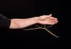 The Record Breaker Chinese Bug | Declared World’s Longest Insect measuring 62.4 centimetres