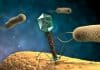 Bacteria-Gorgers Could Help Us Keep Our Food Safe, Prevent Food Poisoning Scientists Design Novel Technology Platform to Reboot Bacteriophages