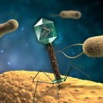 Scientists Design Novel Technology Platform to Reboot Bacteriophages