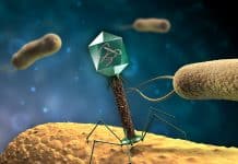Scientists Design Novel Technology Platform to Reboot Bacteriophages