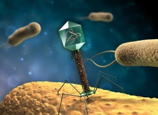 Scientists Design Novel Technology Platform to Reboot Bacteriophages