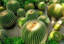 Membrane inspired by Cactus gives electric cars a spike