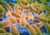 E.coli’s ability to adhere can help combat antibiotic resistance PGIMER Recruitment 2018 - Research Fellow Post for MSc Candidates