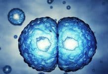 The Cellular Orchestra : Researchers find Cells check DNA segregation at the end of their division