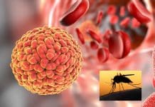 Zika Virus Hijacks the Human Immune molecule | Causes Microcephaly