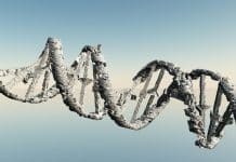 Genetic switches can increase lifespan