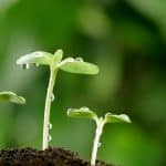 Replaying Embryogenesis : US Biologists discover how Plants regenerate their Stem Cells