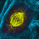 The Biophysics Behind Bacterial Cell Division