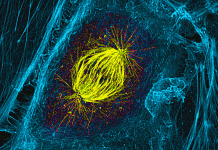 The Biophysics Behind Bacterial Cell Division