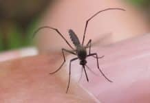 Diagnosing ZIKA with Novel Paper-based Test