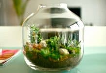 British Botanists Warn That The Plant World Is Under Threat