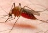 New Malaria Vaccine Offers Long-Lasting Protection
