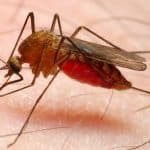 Malaria Foments Distinct Odour in the Infected to Attract Other Mosquitoes and Boost Transmission