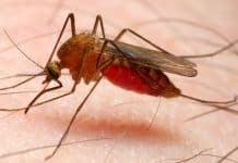 New Malaria Vaccine Offers Long-Lasting Protection