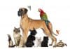 Wistar Institute and Plumbline Life Science Announce Partnership for Animal Health and Welfare