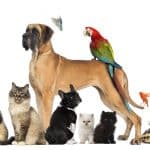 Wistar Institute and Plumbline Life Science Announce Partnership for Animal Health and Welfare