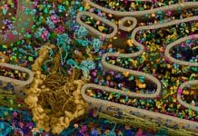 ALS-Associated Genetic Flaw Found in Protein Could Pave Way for Better Treatment Strategies ALS-Associated Genetic Flaw in Protein Could Pave Ways for Treatment