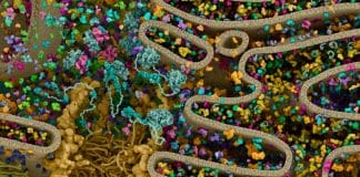 ALS-Associated Genetic Flaw in Protein Could Pave Ways for Treatment