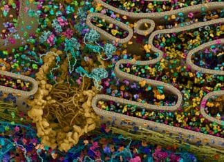 ALS-Associated Genetic Flaw in Protein Could Pave Ways for Treatment