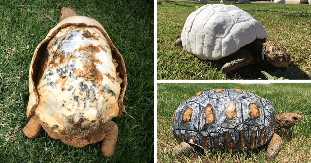 tortoise-3d-printed-shell-freddy-fb