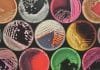 Engineered Protein Enables Rapid Isolation and Identification of Bacteria