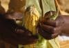 African Countries support GMO crops to fight hunger