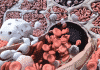 Scientists At Harvard Take Steps To Make Bone Marrow Transplants Safer
