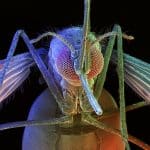 U.S. Science Academies Advise Caution In Experimenting With “Gene Drives”