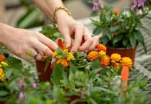 Various posts vacant @ Dr. Y.S. Parmar University of Horticulture and Forestry