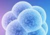 Recent advances in IVF embryos make scientists stand at crossroads of crossing limits or not