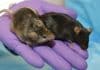 Successful testing of Zika Vaccine in mice | Boosts hope for human jab