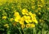 Regulators of the Biotech industry asked developers to make data of GM mustard public Research Positions @ ICAR-DRMR