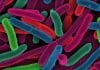 Plague Bacteria The Instigator Behind Global Pandemics