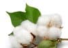 CSIR & DBT take up project for finding alternative to Bt Cotton
