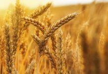 Life Sciences Project & Research Posts Vacant @ ICAR-IIMR Life Sciences Research Fellow Jobs