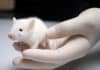 Human Stem Cells Grown From Pituitary Tissue Shows Success in Rats