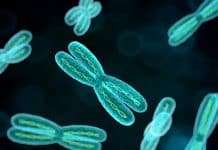 Keeping Chromosomal Distance : A Protein Coat helps to maintain the distance between chromosomes