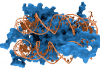 A Little Twisting and Turning to Target Antibiotic Resistance