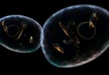 New Kind Of ‘Mark’ in Human Cell Nucleus – Will It Lead to More Information On Diseases?