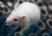 Super-Sniffer Mice : Engineered mice could detect land mines and decode human olfactory system