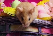 Blind Mice See Again – May Lead To Human Vision Restoration Too