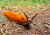 3D Printed Robot Sea Slugs May Be Released Later Into The Wild