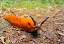 3D Printed Robot Sea Slugs May Be Released Later Into The Wild