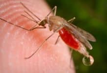 Genetically Weakened Malaria Parasite Induces Immune Response And Raises Hopes For Vaccine
