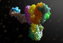 Autoimmune antibodies appear to prevent Type-1 Diabetes Study Elucidates Role of Soluble Antibodies in Tumor Progression